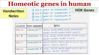 Homeotic genes in human  HOX genes  Handwritten notes [upl. by Schnur]