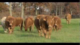 Limousin heifers 1618mths [upl. by Belshin389]