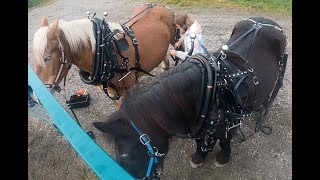 HARNESSING A TEAM OF DRAFT HORSES Disking in the field [upl. by Haleelahk]