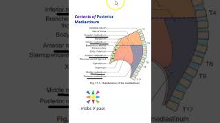 Anatomy Thorax 279 Posterior Mediastinum Structures Content heart lung viva [upl. by Orran]