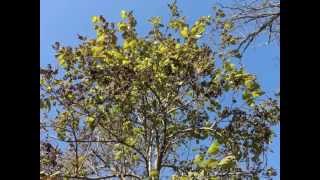 Plant portrait  Princess tree Paulownia tomentosa [upl. by Annyl358]