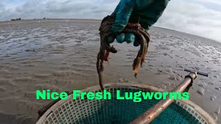 At Pett Level Mastering the Art of Lugworm Bait Pumping [upl. by Kerwinn]