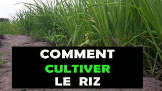 COMMENT CULTIVER DU RIZ 🌾 [upl. by My]