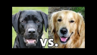 Golden Retriever vs Labrador Retriever Which Is Better [upl. by Warring]