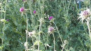 Le Chardon Marie  La Plante Médicinale Du Foie  Milk Thistle The Medicinal Plant For The Liver [upl. by Carlo]