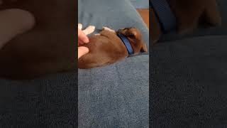 Puppy Sleeping cute puppy music [upl. by Ikkir]