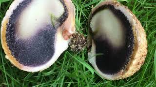 Earth Ball  Foraging Mushrooms UK Scleroderma Citrinum [upl. by Leamaj674]