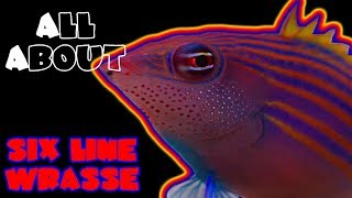 All About The Six Line Wrasse [upl. by Idleman853]