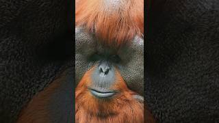 True facts about Orangutans orangutan kidslearning shorts monkey [upl. by Aldarcy]