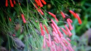 Evergreens Hanging Plant  Firecracker  Russelia equisetiformis [upl. by Gaivn]