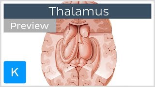 Thalamus Structure and function preview  Human Neuroanatomy  Kenhub [upl. by Laehplar354]