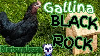 Características de la Gallina Black Star Mejores Ponedoras [upl. by Sirtemed]