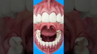 How Tonsil Stones Are Formed short tonsilstones  creativelearning3d [upl. by Areta]