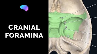 Foramen of the Skull amp Cranial Nerves 3D Anatomy Tutorial  UKMLA  CPSA [upl. by Revilo]