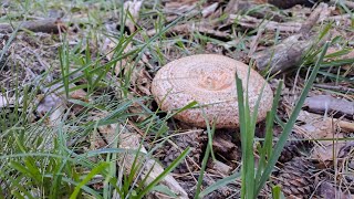 Primer Boletus Edulis Niscalos y Champiñones Septembrie 2024 2 [upl. by Etra]