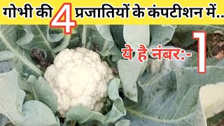 फूल गोभी की चार प्रजातियों का कंपटीशन  best cauliflower variety for November harvesting [upl. by Lytle32]