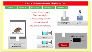 Effect of Insulin and Alloxan on Blood Sugar Level  Effect of Insulin on Rat  ENGLISH [upl. by Birgitta702]