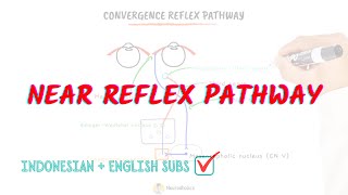 Near reflex pathway  Convergence and Accommodation reflex  Neuroaholics [upl. by Animrac]