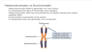 Heterochromatin vs Euchromatin [upl. by Atnuhs]