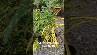 Corofitam Croton Gold  Rs 30 Contact 8848548939 plants garden online shorts  paadavaramboram [upl. by Elimaj190]