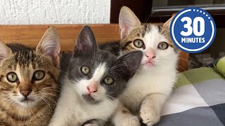 30 Minutes of the Worlds CUTEST Kittens 😻💕 [upl. by Aicital]