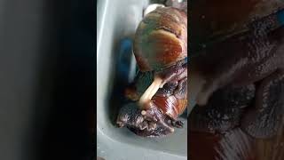 This Is How Snails Reproduce [upl. by Forrer]