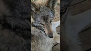 Does a Wolf like Being Brushed wolfdog wolfpup [upl. by Dedrick]