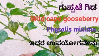 ಗುಪ್ಪಟೆ ಗಿಡ  Physalis minima  Wild cape gooseberry  ಇದರ ಉಪಯೋಗವೇನು MilanasfamilyVlogs [upl. by Ennahteb]