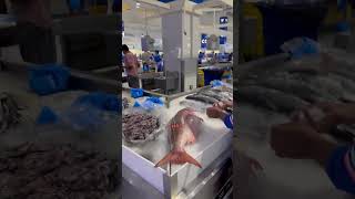 Waterfront Market mein Samudar ki Khushboo shorts shortsvideo dubai dubaivlog youtubeshorts [upl. by Ian534]