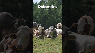 Dolomites Adventure Awaits dolomites italiandolomites mountainadventure [upl. by Sacttler945]