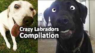 Crazy Labradors  Funny Compilation [upl. by Lagasse]