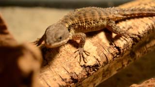 New reptiles  2 Cordylus tropidosternum [upl. by Tilney]