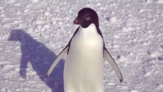 adelie penguin approach [upl. by Galliett154]