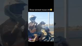 👍🗣️❗Пес За рулём 😁😁😁 [upl. by Yniffit]