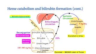 Bilirubin metabolism Hyperbilirubinemia and jaundice [upl. by Trilbi]