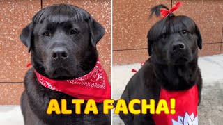 El Perrito de los 1000 Estilos [upl. by Peacock]