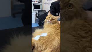 Amazing recovery of paralyzed cat with physiotherapy shorts vet cats catlover [upl. by Annairoc]