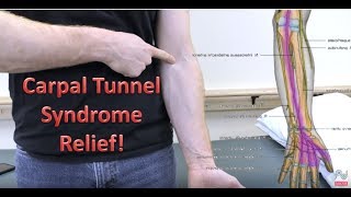 Median Nerve Glides  Median Nerve Entrapment Carpal Tunnel Syndrome [upl. by Aisatal280]