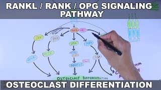 RANKLRANKOPG Signaling Pathway  Osteoclast Differentiation [upl. by Tiossem750]