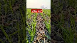 DBW 327 Wheat yield farming agriculture wheat [upl. by Adi]