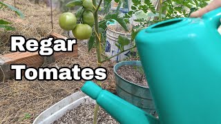 Cómo y Cuándo Regar Plantas de Tomates  Consejos para regar plantas  Huertas y Cerveza [upl. by Avah787]