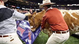 Bevo charges Uga  Sugar Bowl Mascot Altercation [upl. by Asik891]