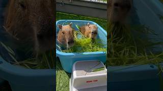 Excitement Over Fresh Grass 🦫🌿 capybara cappiness cutenessoverload [upl. by Cormack]