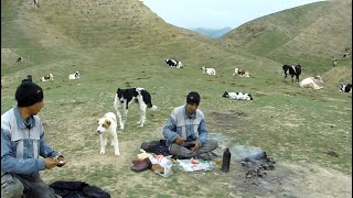 The young shepherd grazes her cows with her faithful dog [upl. by Oniger]