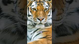 Siberian Tiger The Largest Cat in the World shorts [upl. by Avruch]