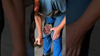 Watch This Horses Hooves Go from Grime to Shine horse hoof hooves [upl. by Noirod]