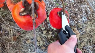 Fall Persimmon Harvest  Growing Persimmons [upl. by Nollid]