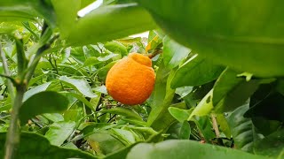 Pruning Tangelo Tree  Annual Butchering [upl. by Allain781]