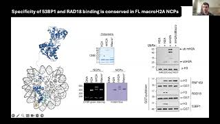 Mapping chromatin structure and function with interaction proteomic November 15 2024 [upl. by Venetis]