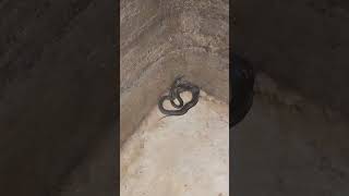 Snake in sump Be carefull animalrescue snake tumkur mysore ratsnake hidingspots reptiles vol [upl. by Jehial]